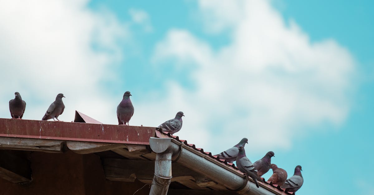 Comparing Gutter Vacuuming Systems to Traditional Methods