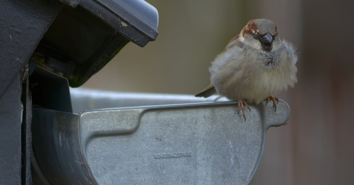 How High-Pressure Water Cleaning Prevents Gutter Blockages